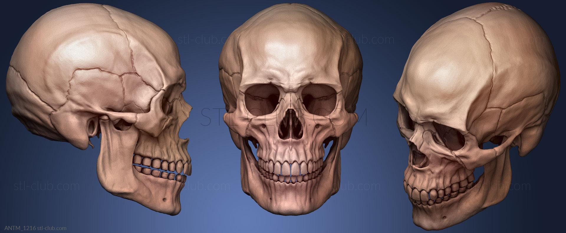 Человеческий Мужской Череп, Анатомия скелеты и черепа 3D модель для ЧПУ:  STL / MAX (obj)